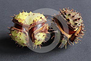 Two chestnuts close up