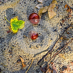 Two chestnuts with raindrops and a bit of autumn leaves in the sunshine on sandy ground.