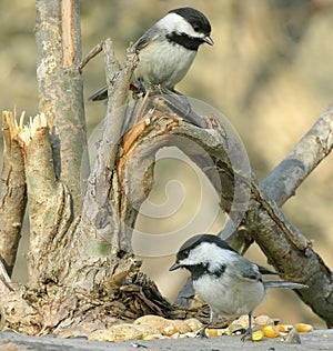 Two Chickadees