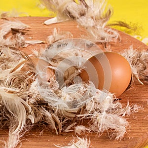 Two chicken eggs with a brown shell on which feathers fall