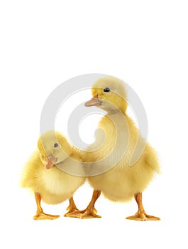 Two chicken gooses