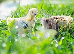 Two chicken in the grass