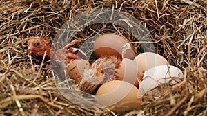 Two chicken hatching from the eggs in a hay nest