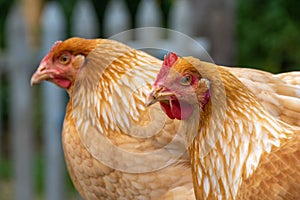 Two chicken hens in a small organic farm