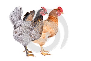 Two chicken standing together