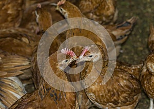 Two chicken touching each other's beaks