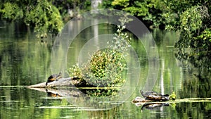 Two Chicken Turtles (Deirochelys Reticularia) In A Pond