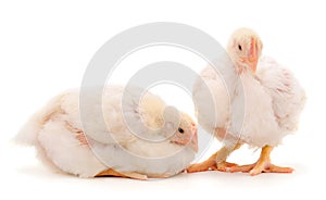 Two chicken or young broiler chickens