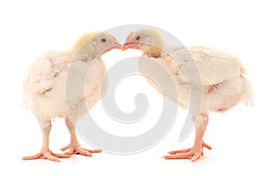Two chicken or young broiler chickens