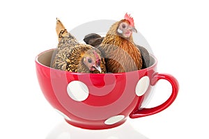 Two Chickens in big soup bowl