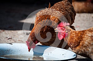 Two chickens drink water from the bowl