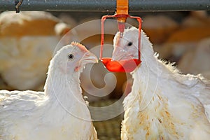 Two chickens are drinking water, in a chicken farm