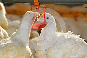 Dos gallinas Ellos son bebiendo Agua en 