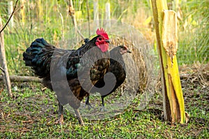 Two chickens in the farm.