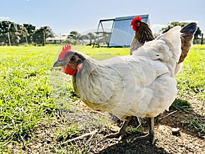 Two chickens on the green grass field, in the farm.