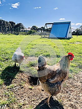 Two chickens on the green grass field, in the farm, in the early morning.