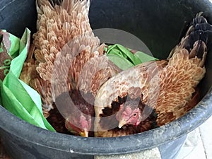 two chickens hatchin an egg in bucket
