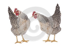 Two chickens isolated on white