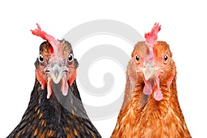 Two chickens isolated on white background