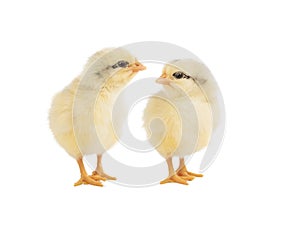 Two chickens isolated on white background