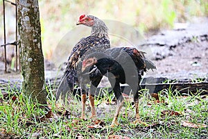 two chickens looking for food