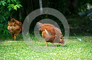 Two chickens pecking on the lawn