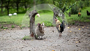 Two chickens standing near a tree stump