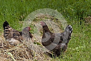 Two chickens straw pile 