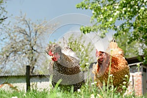 Two chickens in the yard.