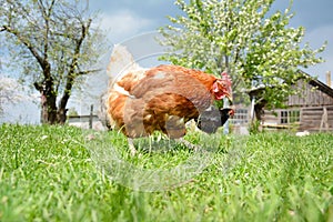 Two chickens in the yard.