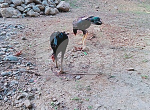 Two chickens are in the yard looking for food.