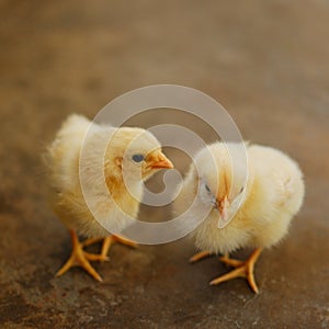 Two chicks photo