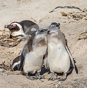 Two chicks African penguins are standing next to each other in a funny pose. Simon`s Town. Boulders Beach. South Africa.