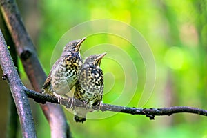 Two chicks on a branch in forest