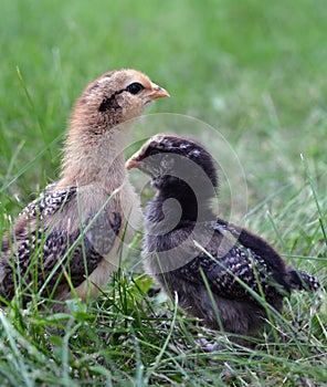 Two Chicks