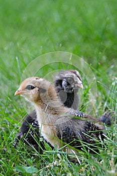 Two Chicks