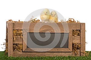 Two Chicks on Crate