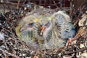 Two chicks dove in the nest
