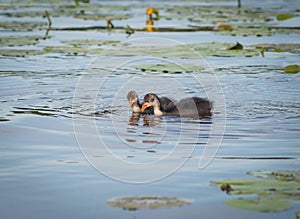 Two chicks of Eurasian coot Fulica atra swimming on the water among yellow water-lilies