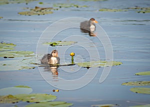 Two chicks of Eurasian coot Fulica atra swimming on the water among yellow water-lilies