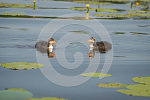 Two chicks of Eurasian coot Fulica atra swimming on the water among yellow water-lilies