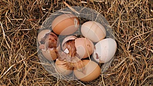 Two chicks hatching from the eggs in a hay nest, top view