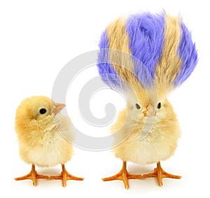 Two chicks one crazy with even crazier hair