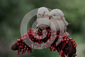 Two chicks are perched on the weft of an anthurium.