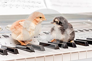 Two chicks on the piano keys. Performing a musical play with a d