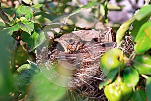 Two chicks sitting in the nest of thrush.