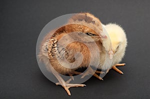 Two chicks sleep, leaning at each other