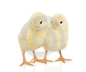Two Chicks on White Background for Easter Theme