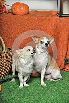 Two chihuahua