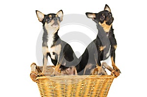 Two chihuahua dog sitting